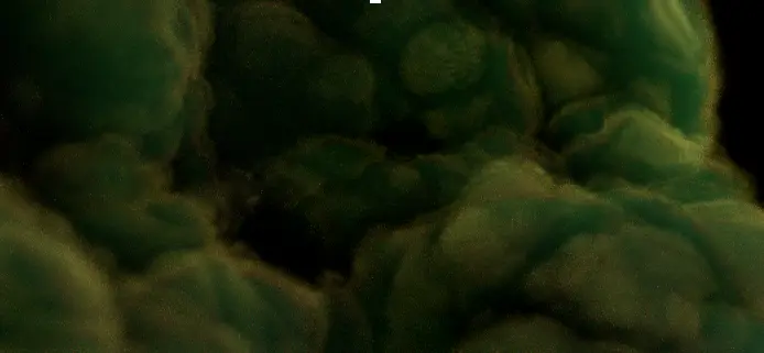调整后的结果